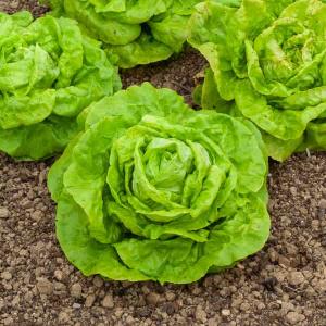 Laitue Pommée Gotte Jaune d'Or